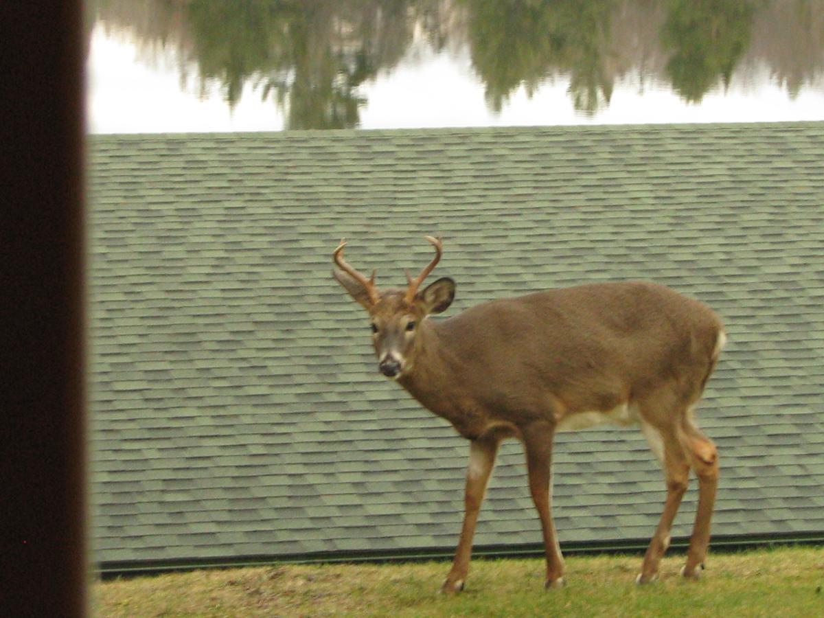 Pine Knoll Hotel Lakeside Lodge & Cabin Old Forge Dış mekan fotoğraf